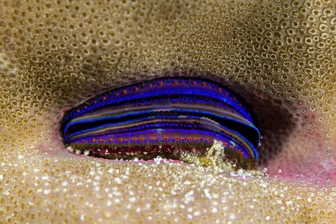 Blue burrows clam