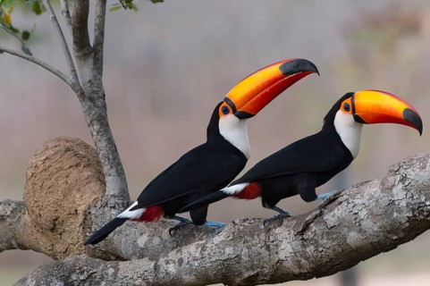 Couple of Toco Toucan