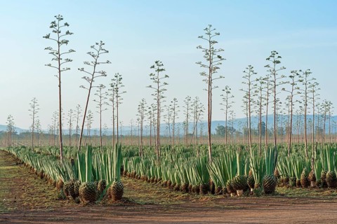 Sisal agave