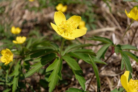 Yellow Anemone