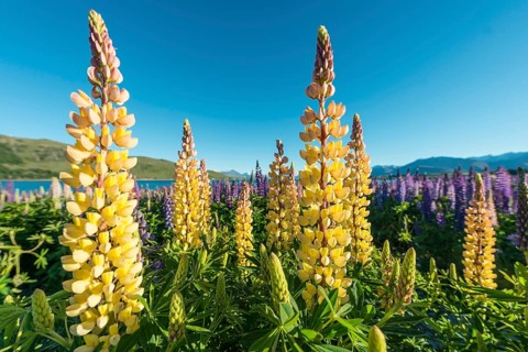 Yellow Large-leaved lupines