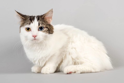 Pedigree cat Cymric
