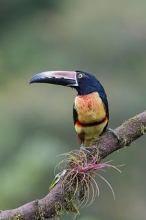 Collared aracari