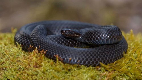 Common European Viper