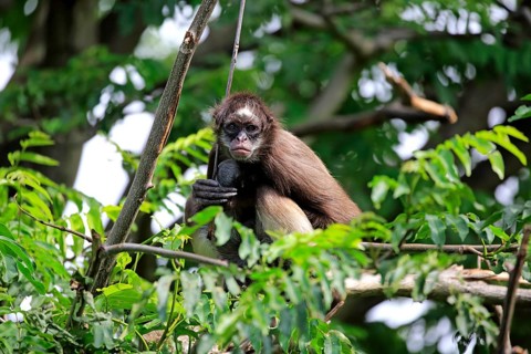 White-bellied spider monkey