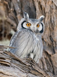 Southern white-faced owl