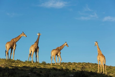 Southern Giraffes