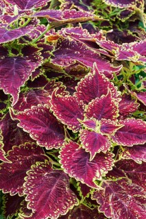Close-up of burgundy and yellow-green Coleus