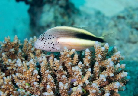 Black-sided hawkfish