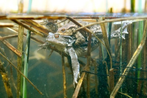 Common toads