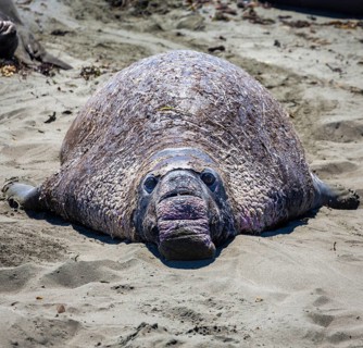 Old Northern Elephant Seal