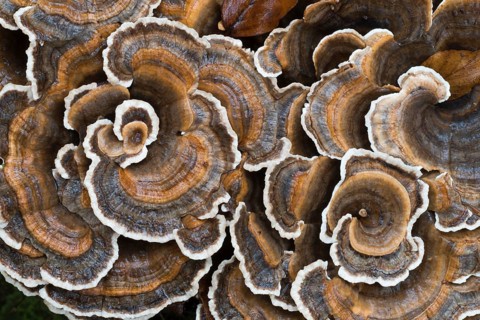 Unji mushroom