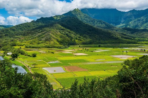 Taro fields near Hanalei on the island of Kauai