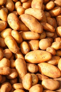 Sieglinde potato