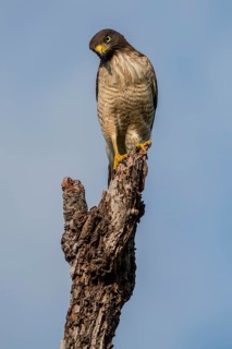 Roadside hawk