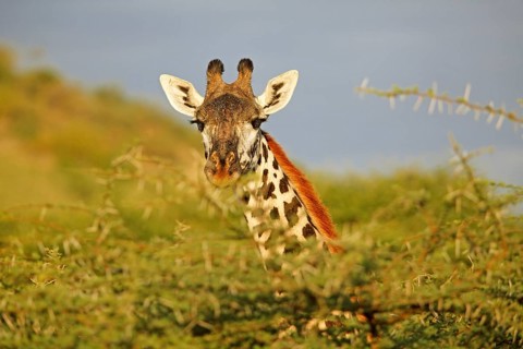 Northern giraffe