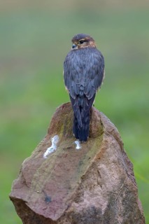 Merlin