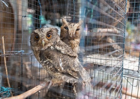 Cage with two owls