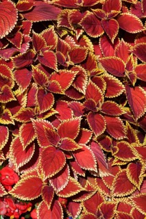 Coleus