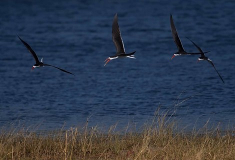 African Skimmer