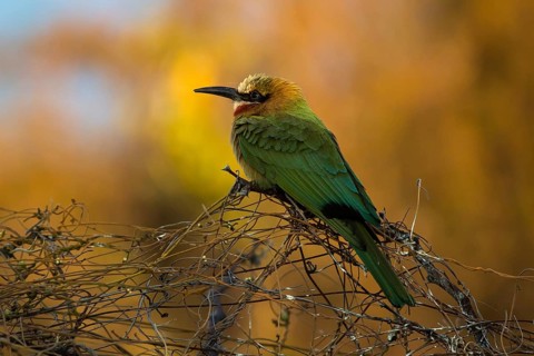 White-fronted bee-eater