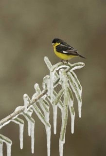 Lesser Goldfinch