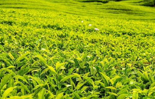 Tea plant