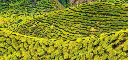 Tea plantations