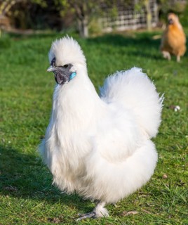 Silkie