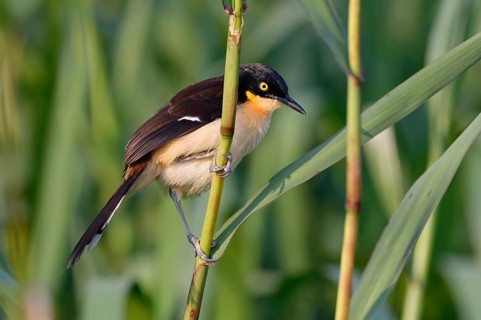 Black-capped Donacobius