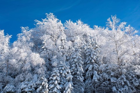 Mixed forest with snow near Neuschonau