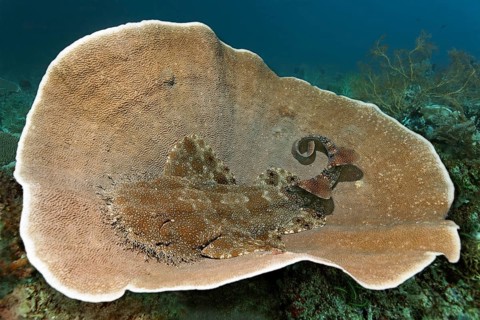 Tasselled wobbegong