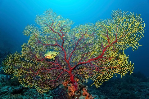 Sea fan