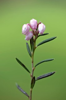Bog rosemary