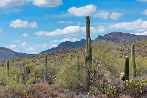 Saguaro Cacti