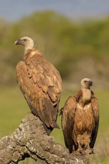 Griffon vultures