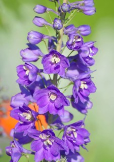 Larkspur