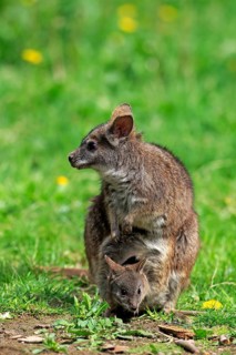 Parma wallaby