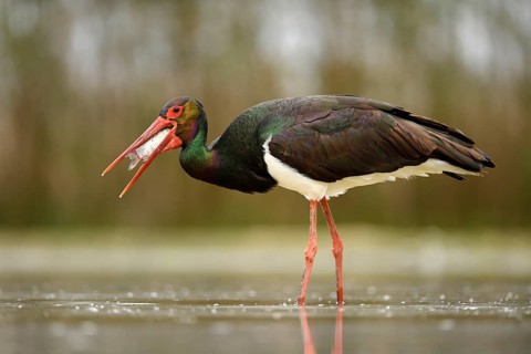 Black stork