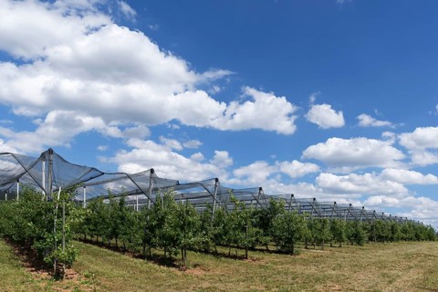 Pear plantation with hails net