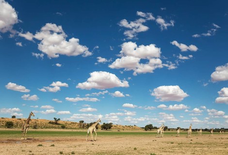 Southern Giraffes