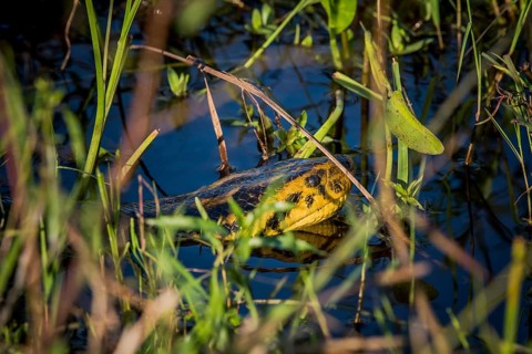 Yellow anaconda