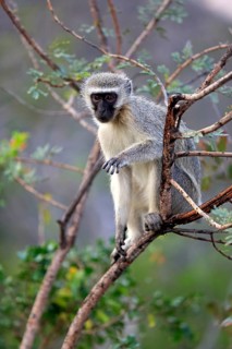 Vervet monkey