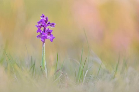 Green-winged orchid