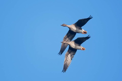 Bean Geese