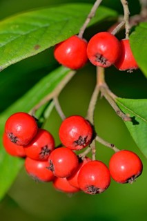 Willow-leaved cotoneaster