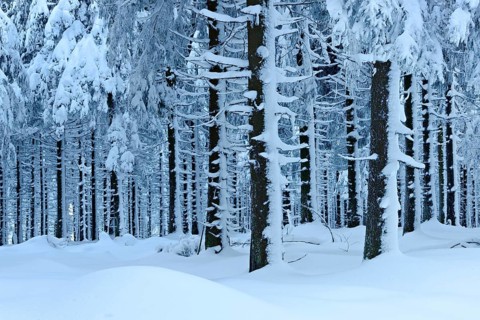 Snow-covered forest in winter