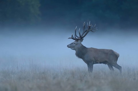 Red deer