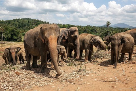 Asian elephants