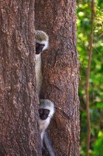 Vervet monkey